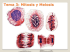 Tema 3: Mitosis y meiosis