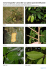 Como fotografiar y describir una planta para identificación