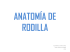 anatomía de rodilla