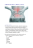 quiromasaje cervical, dorsal, lumbar.