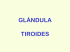 glándula tiroides - Sesiones Clínicas de PAAF