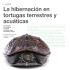 La hibernación en tortugas terrestres y acuáticas